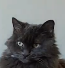 1619986869872.png
