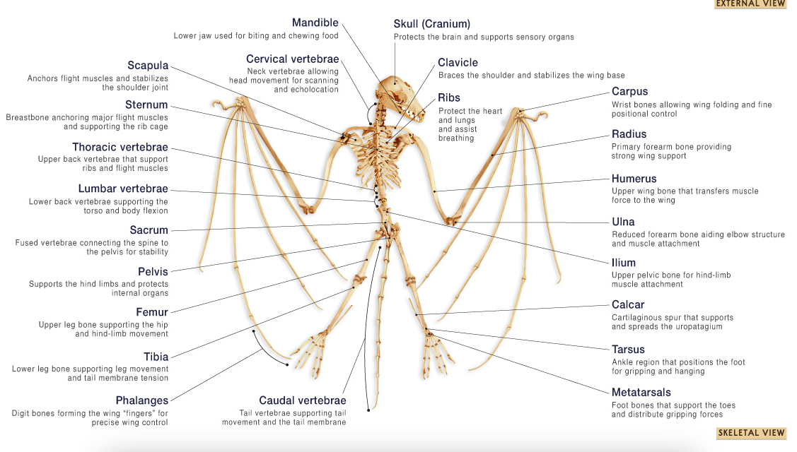 bat bones.png