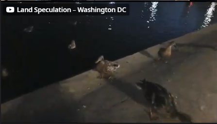 birbs.png