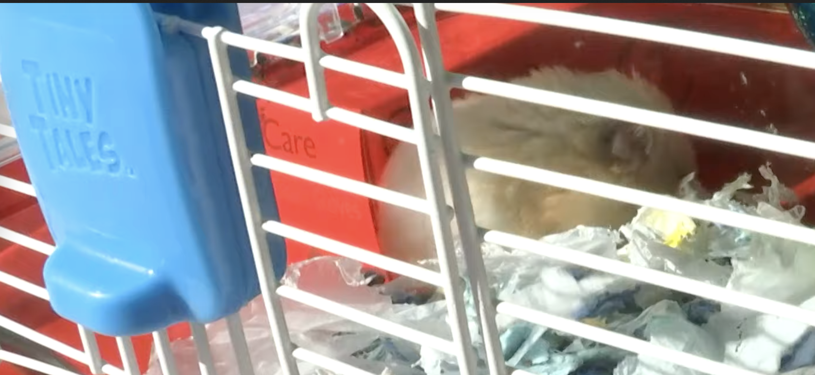 cage 4.png