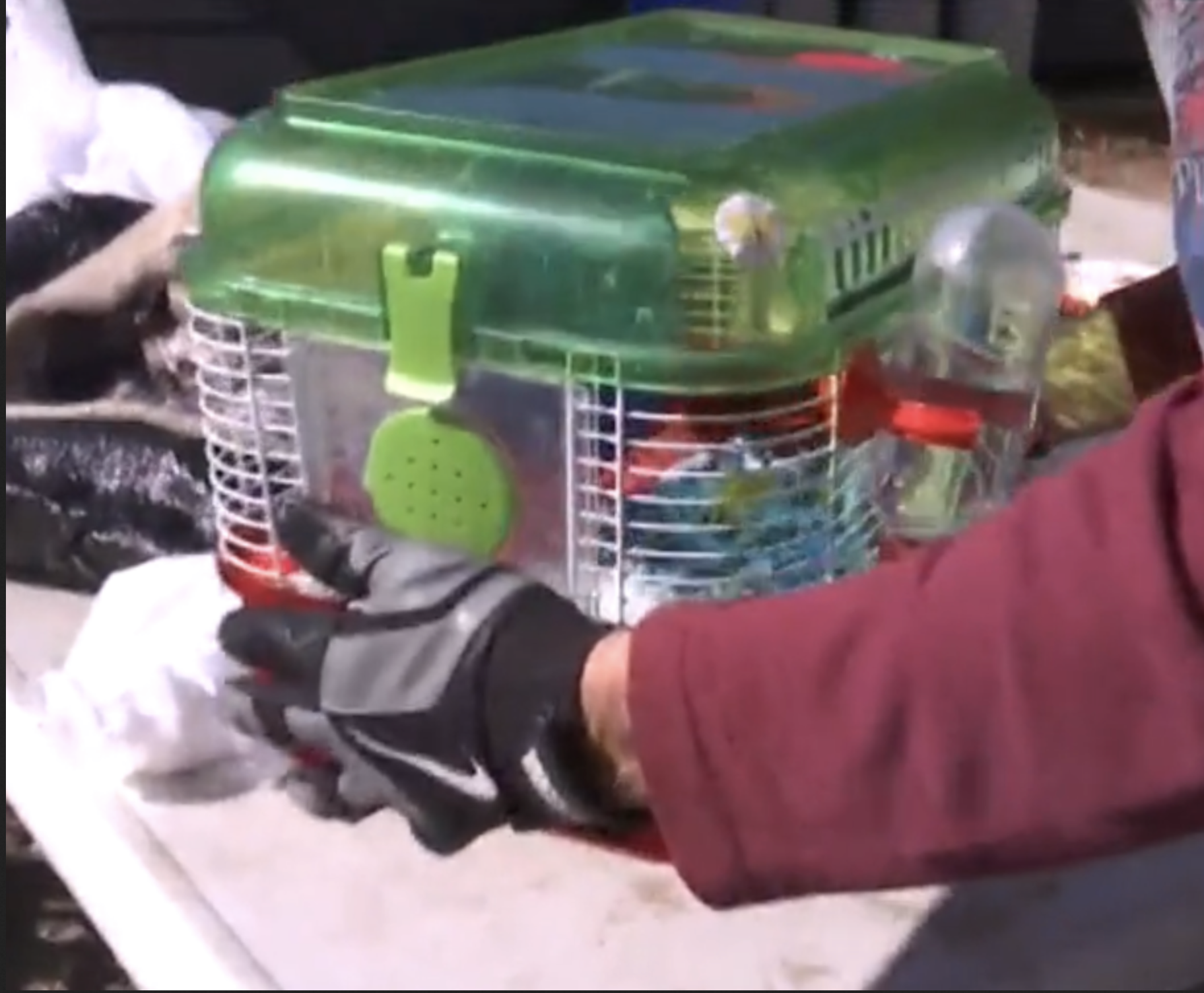 cage 5.png