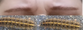 caterpillars.png