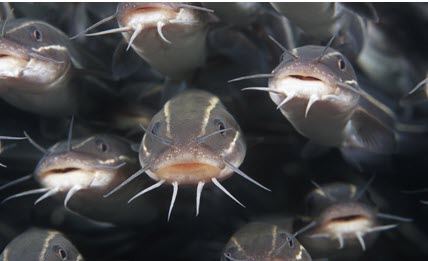 catfish.jpg
