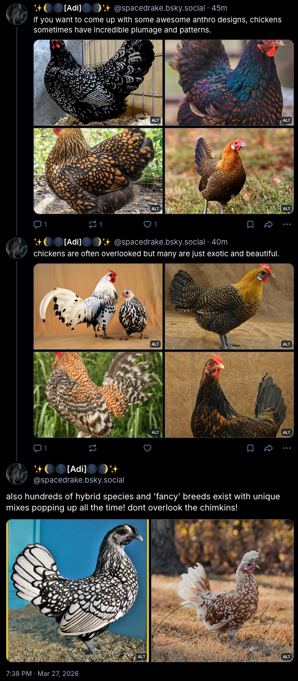 chicken patterns.png