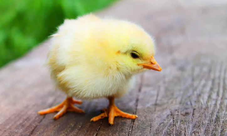 chicken.png