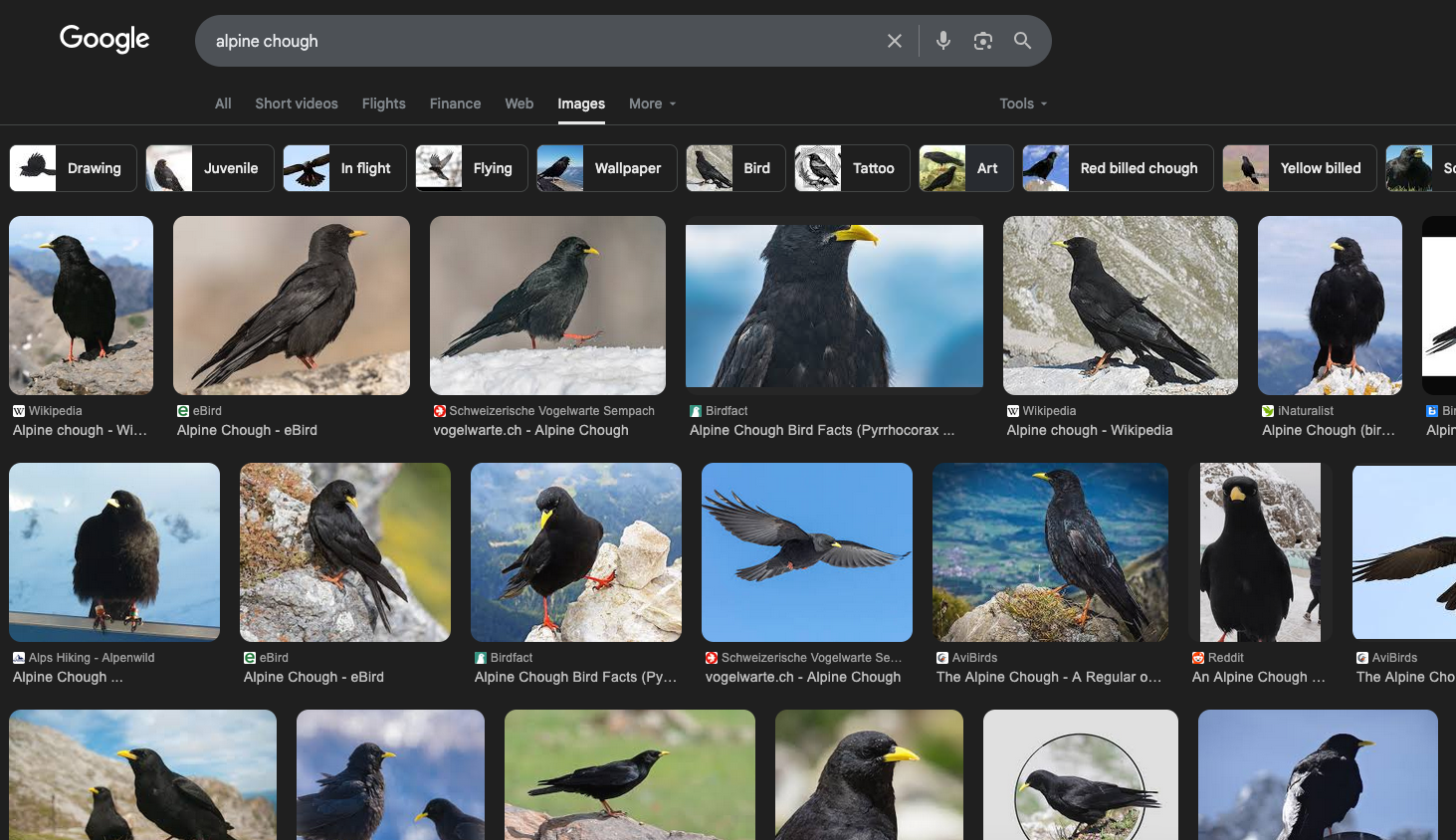chough google.png