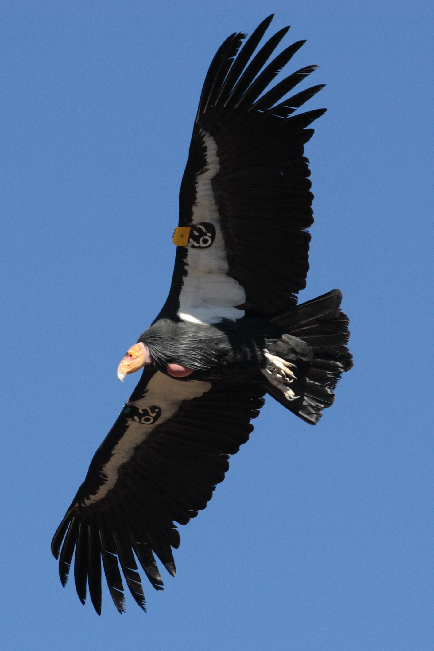 Condor_in_flight.jpeg