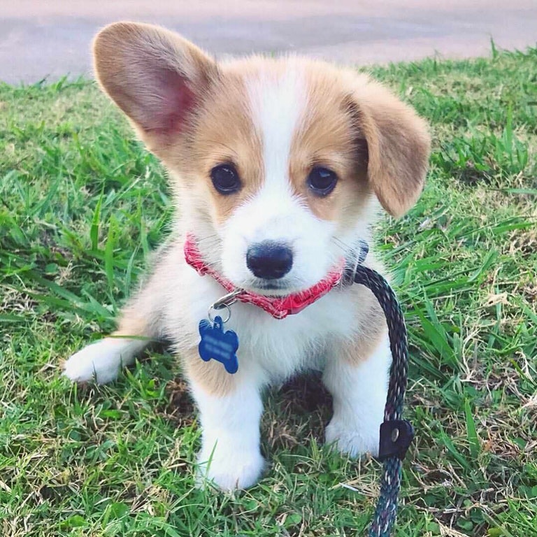 corgi.jpg