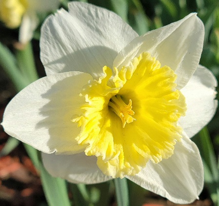 Daffodil.jpg