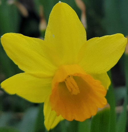 Daffodil2.jpg