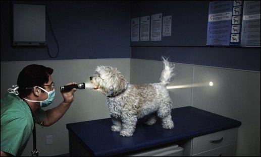 doglight.jpeg
