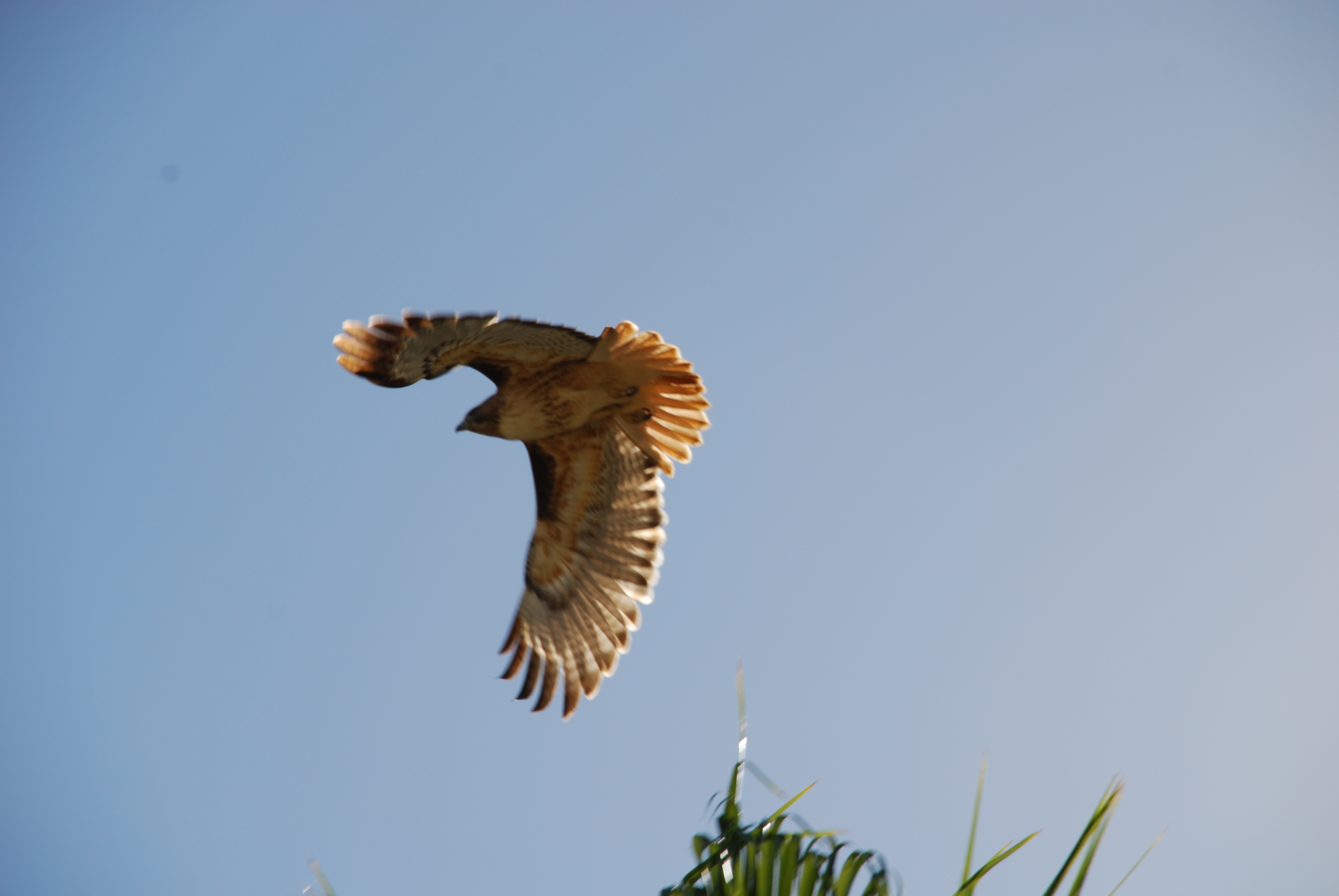 DSC_0029.JPG