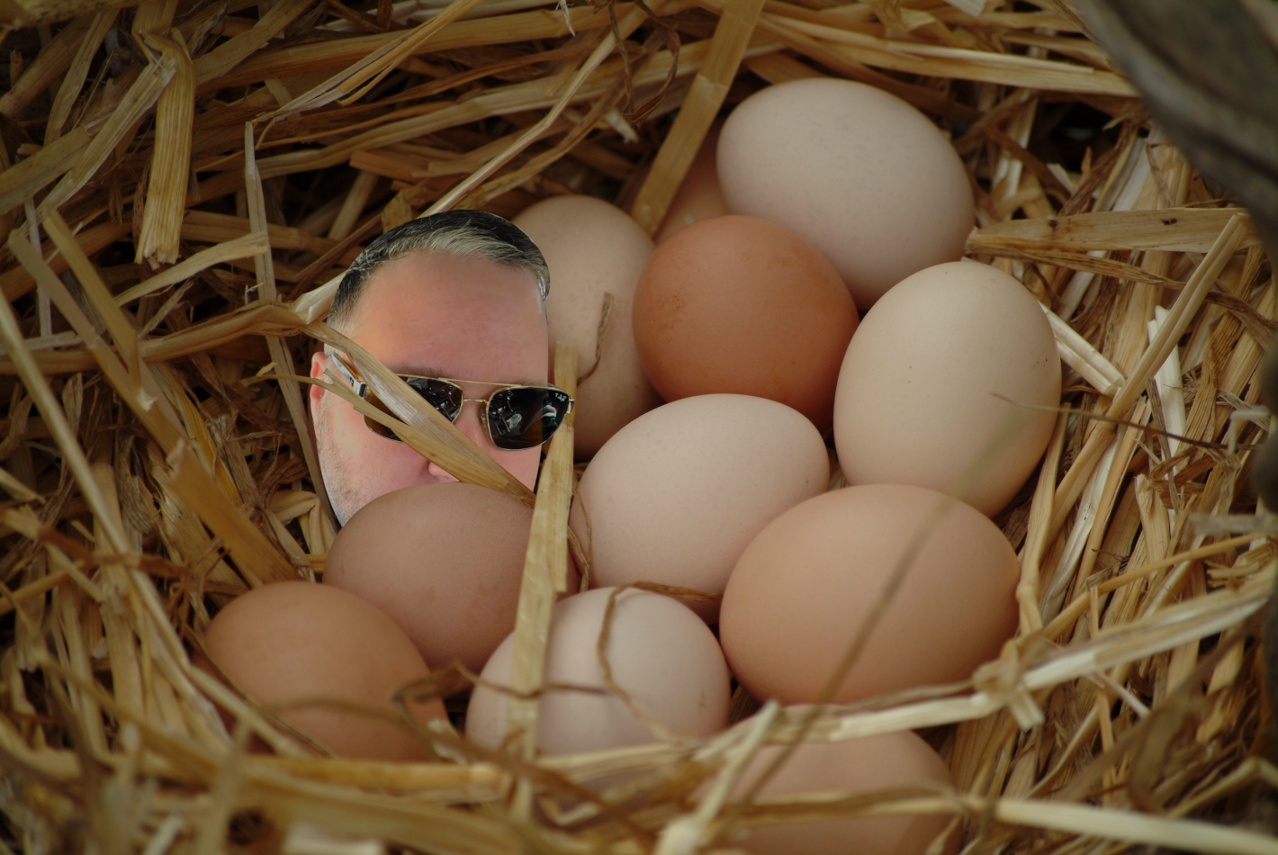 Egghead.png