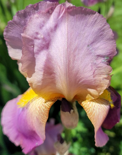 Iris.jpg