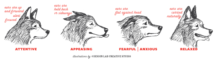 k9behavior_ears.jpg