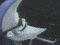 kkk[1].gif