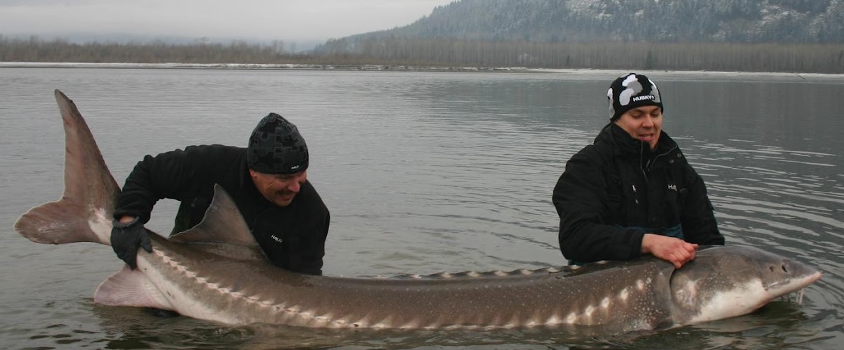 largest-sturgeon.jpg
