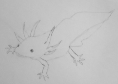 lizard.jpg