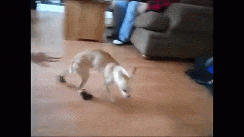 m8aD4R.gif
