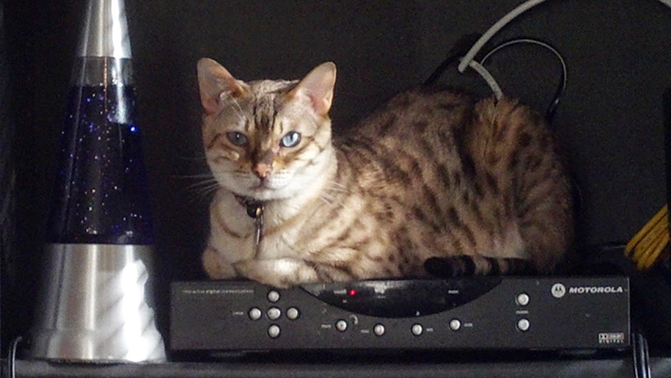 Maya.jpg