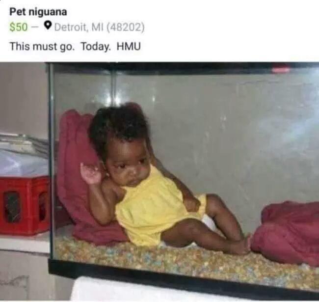 niguana.webp