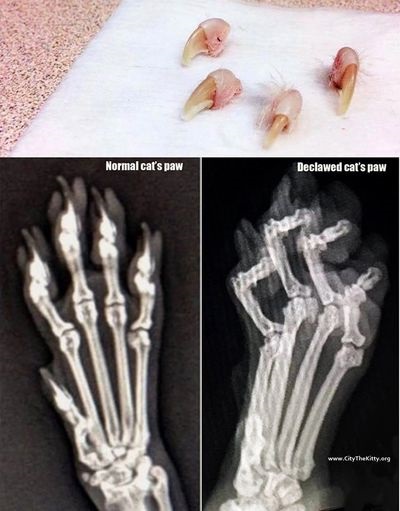 paw.jpg