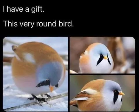 roundbird.jpeg