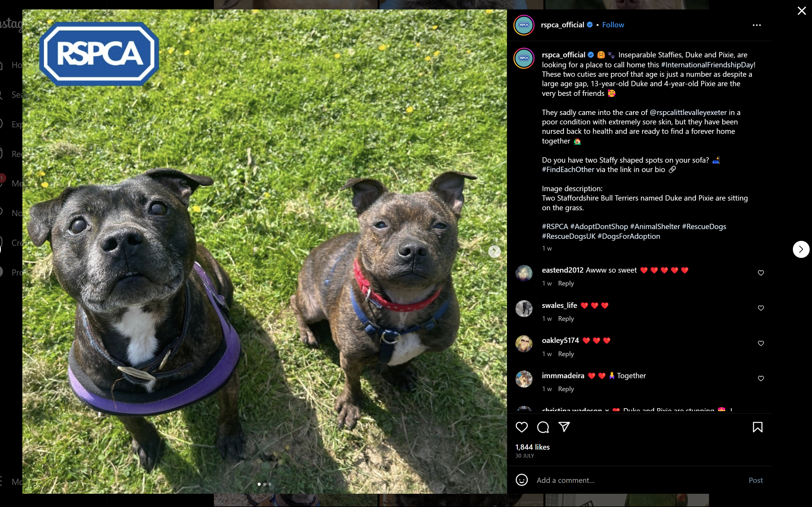 shitbull.png