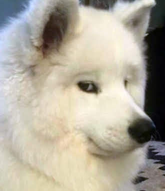 surebuddy.png