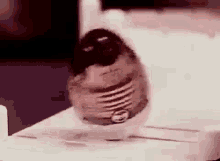 tenor (2).gif