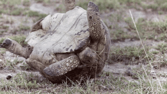 turtle.gif