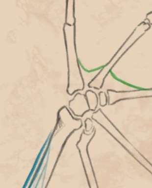 wing bones.png
