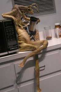 wormguy.jpg