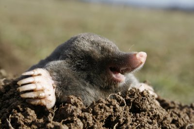 holy-moley.jpg