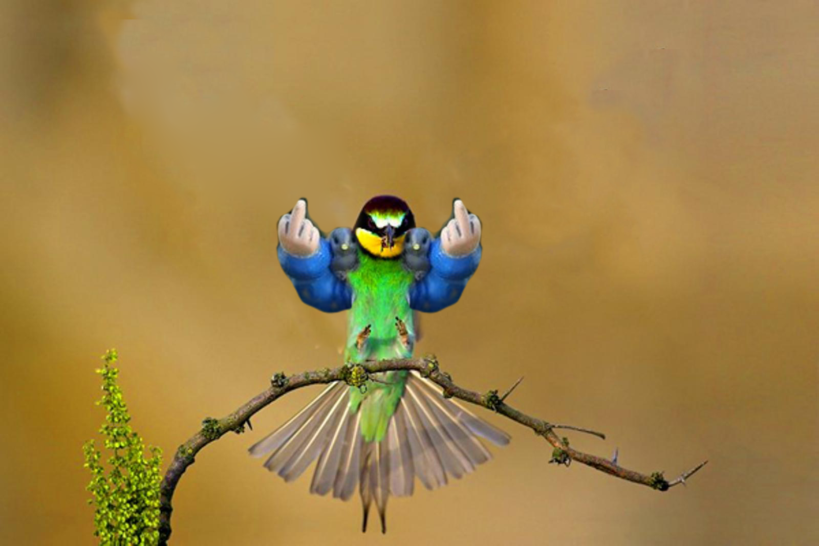 EfPiXpk.png