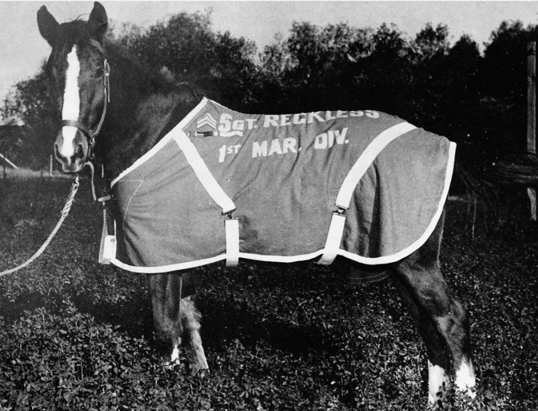 Sgt_reckless_in_pasture.jpg
