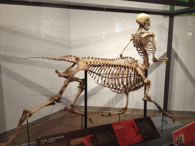 Centaur-Skeleton.png